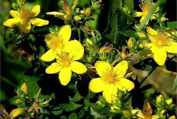 St. John's Wort a medicinal plant that helps to cope with prostatitis. 
