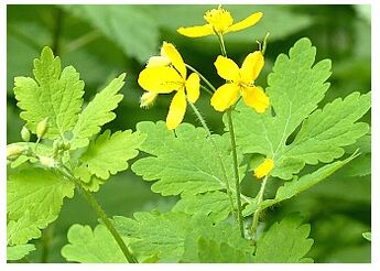 Celandine is a popular remedy that relieves inflammation of the prostate. 
