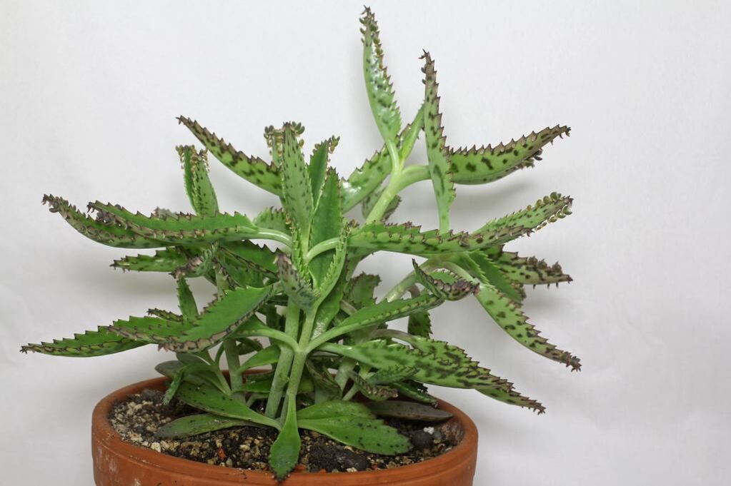 Kalanchoe for the treatment of prostatitis. 