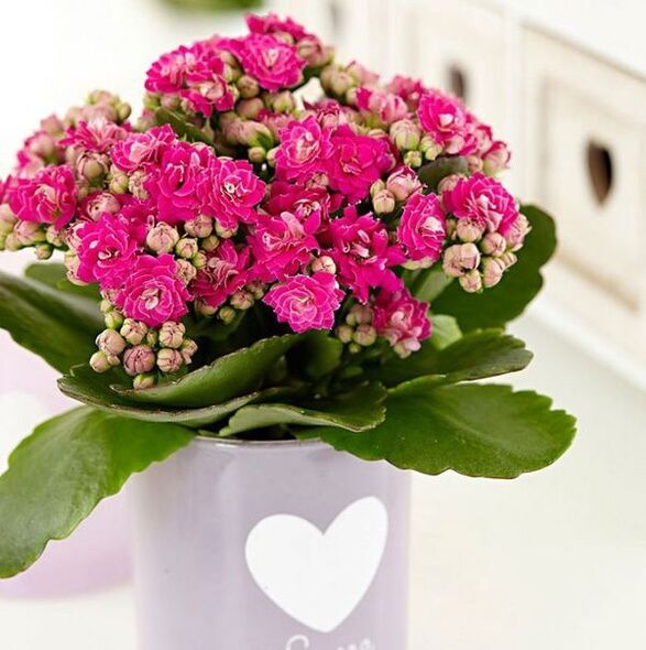 Kalanchoe for the treatment of prostatitis.