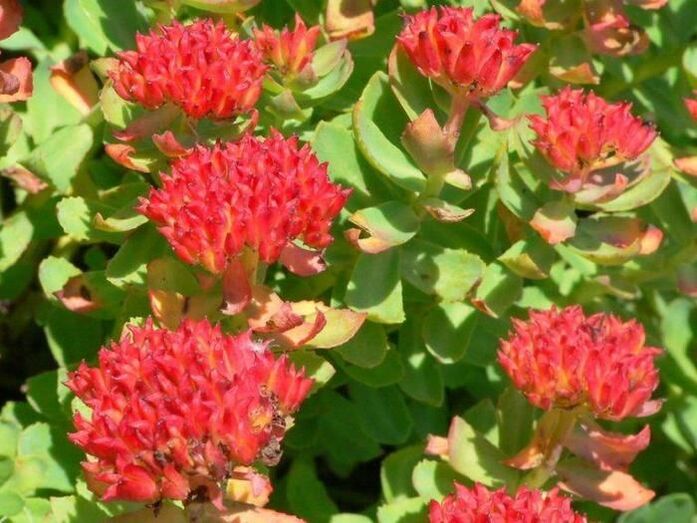 Rhodiola rosea for the treatment of prostatitis.