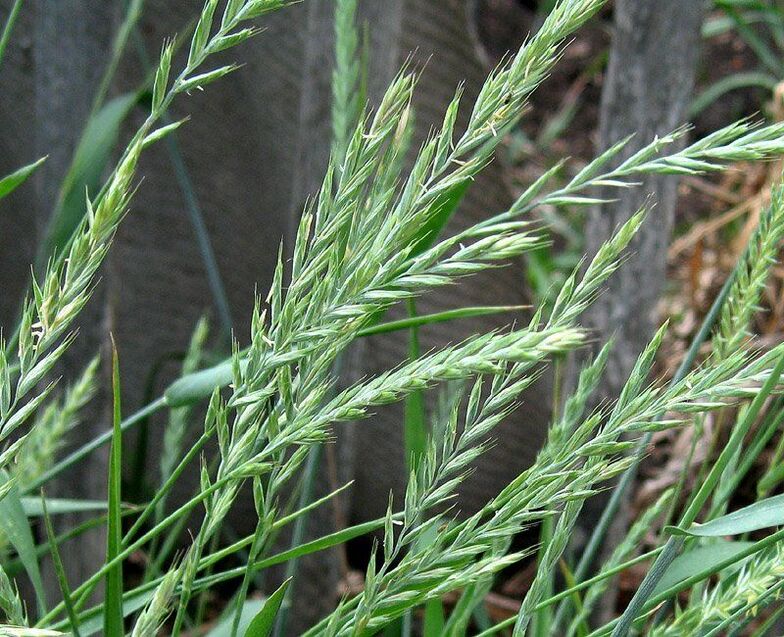 wheat grass for prostatitis treatment